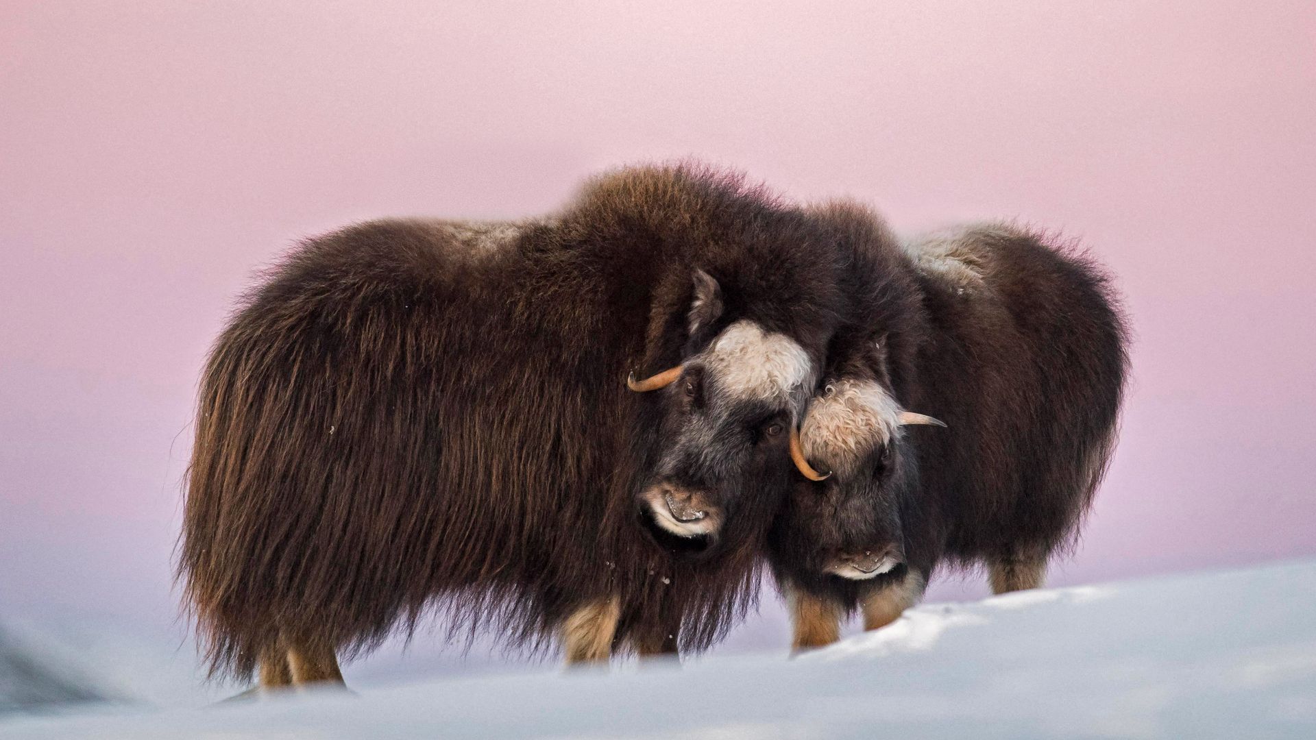 Maman bœuf musqué et son petit dans le parc national de Dovre-Sunndalsfjella, Norvège