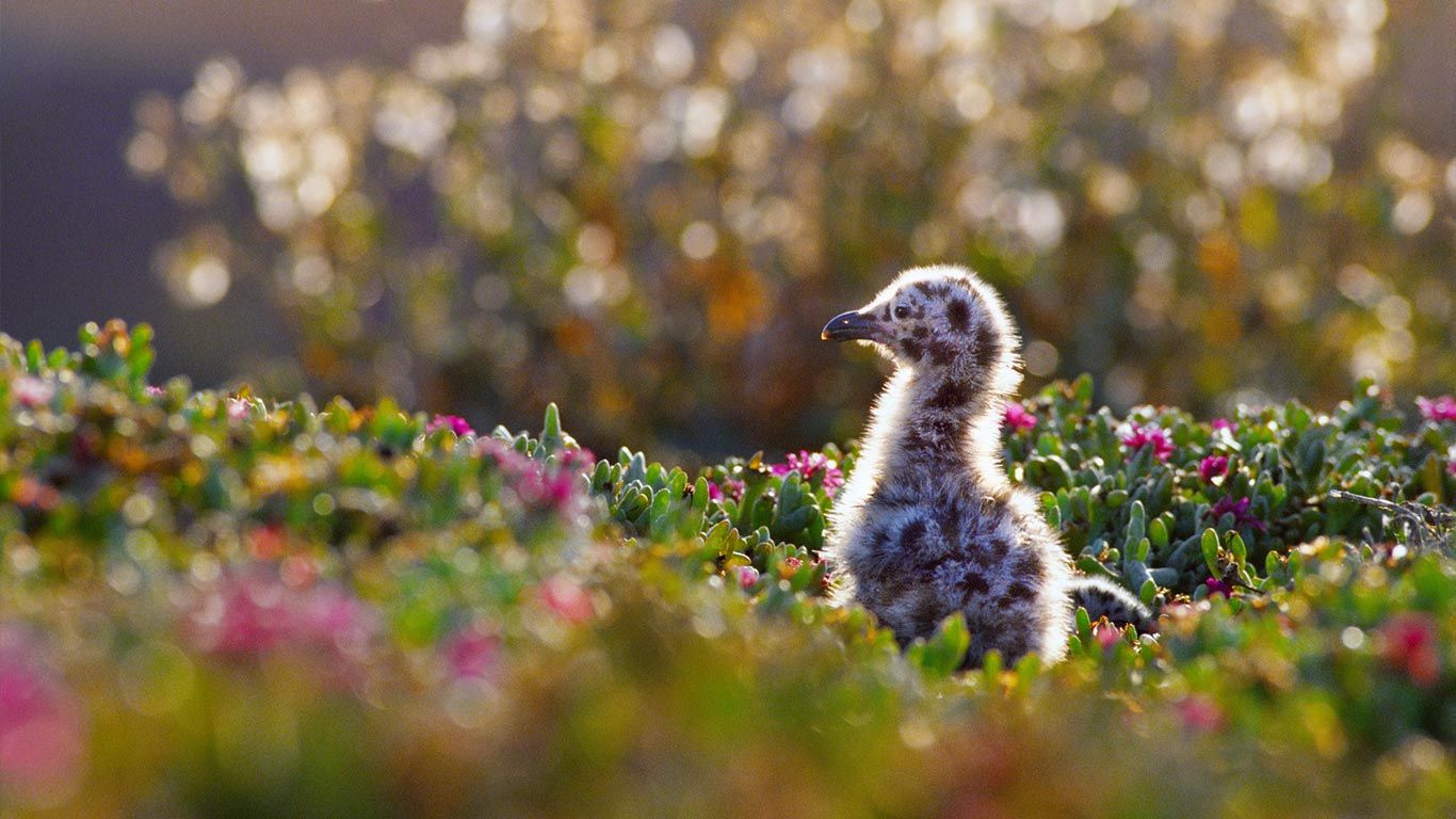 ｢アメリカオオセグロカモメのヒナ｣アメリカ, カリフォルニア
