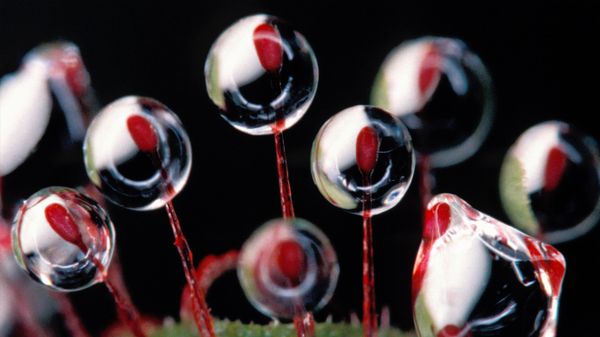 Rosy Sundew trichomes (Drosera hamiltonii), Australia