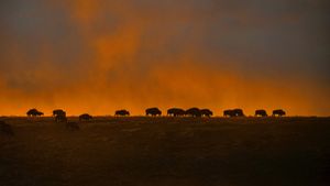风穴国家公园的美洲野牛，美国南达科他州 (© Newman Mark/SuperStock)(Bing China)