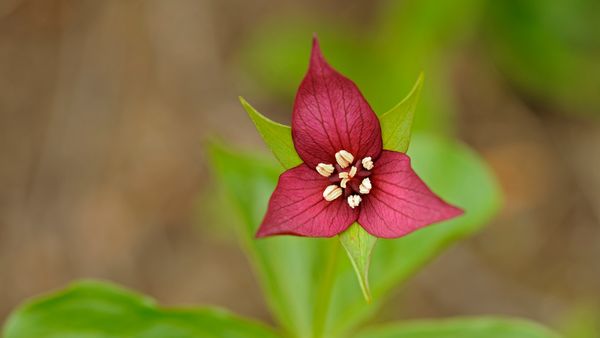 A close-up of the red trillium flower in Algonquin Provincial Park, Ont.