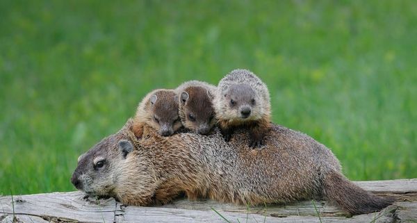 加拿大绿色草地附近的土拨鼠一家