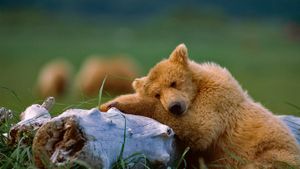 卡特迈国家公园和自然保护区里午睡的灰熊幼崽，阿拉斯加州 (© Suzi Eszterhas/Minden Pictures)(Bing China)