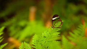 A glasswing butterfly perched on a leaf (© Corianna Heise/Alamy)(Bing Australia)