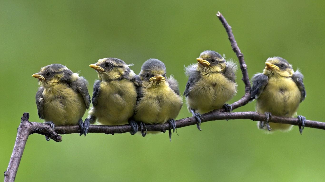 Flügge gewordene Blaumeisen auf einem Zweig