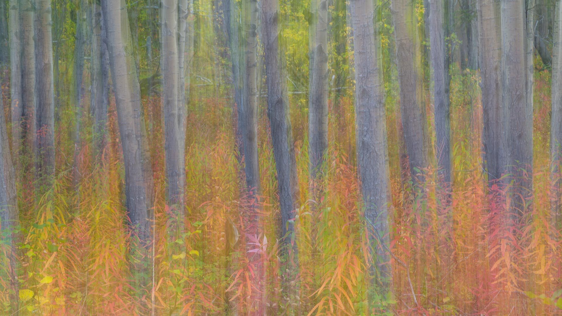 Aspen trees in Kluane National Park and Reserve, Yukon, Canada