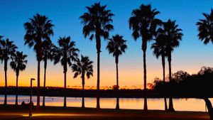 美国加州圣地亚哥，日落时分使命湾的棕榈树林 (© Dancestrokes/Shutterstock)(Bing China)