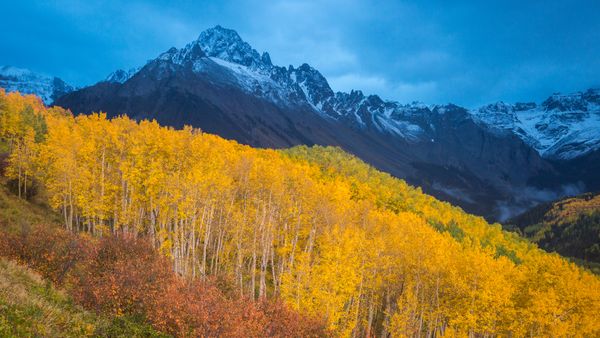 Colori autunnali ai piedi del Monte Sneffels vicino a Ridgway, Colorado, USA