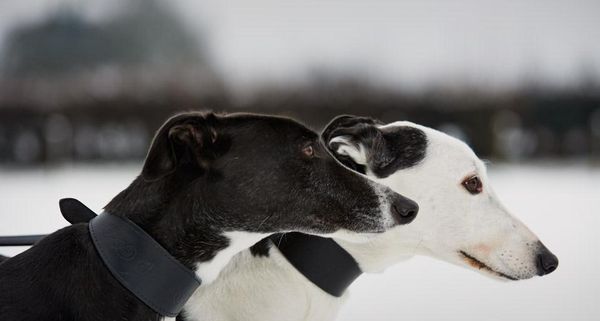 Dogs from the Retired Greyhound Trust in Norfolk, England, photographed as part of Bing Help Your Britain