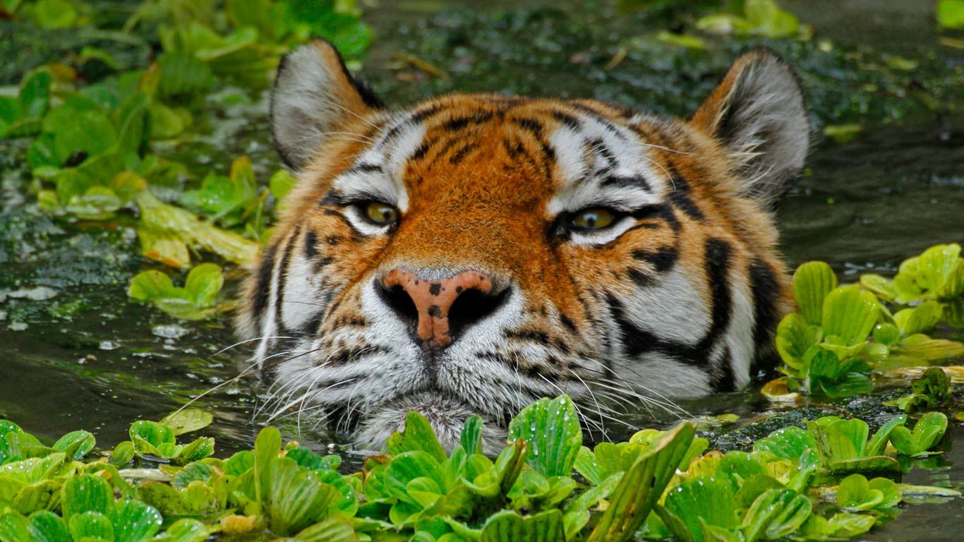 A Siberian tiger takes a swim at the Antwerp Zoo in Belgium