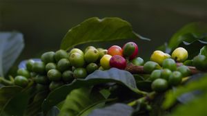 Coffee cherries in Quindío, Colombia (© The Colombian Way Ltda/Getty Images)(Bing United Kingdom)