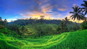 Tegalalang Rice Terraces, Ubud, Bali, Indonesia (© Michele Falzone/Alamy)(Bing Australia)