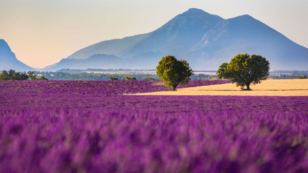 Champs de lavande sur le plateau de Valensole, Alpes-de-Haute-Provence, PACA