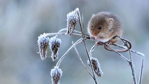 Harvest mouse climbing on frosty seedhead, Hertfordshire (© Andy Sands/Minden Pictures)(Bing United Kingdom)