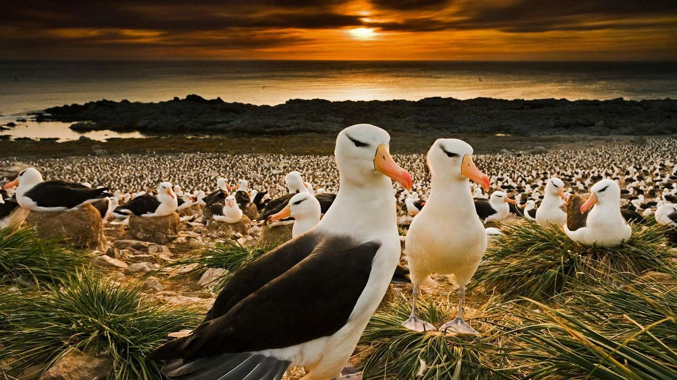 ｢マユグロアホウドリ｣イギリス領, フォークランド諸島