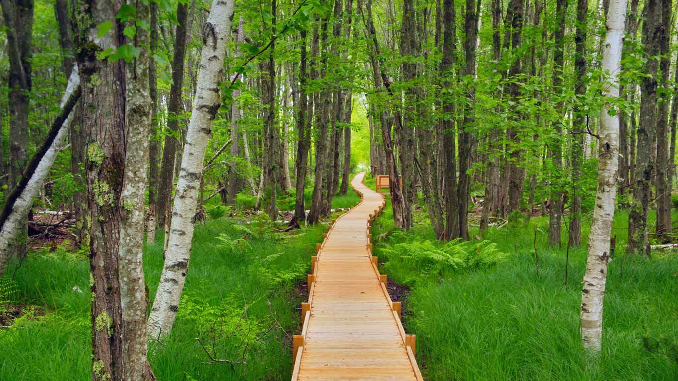 Jesup Path in Acadia National Park, Maine