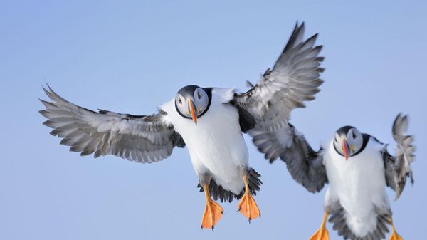 Atlantic puffin (Fratercula arctica)