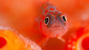 马尔代夫卡夫环礁，虾虎鱼在守护它的卵 (© Jason Isley/Scubazoo)(Bing China)