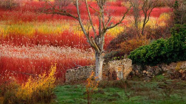 Wicker fields, province of Cuenca, Spain