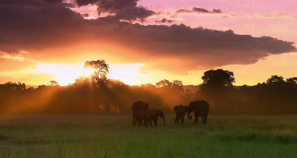 MasaiMaraElephants