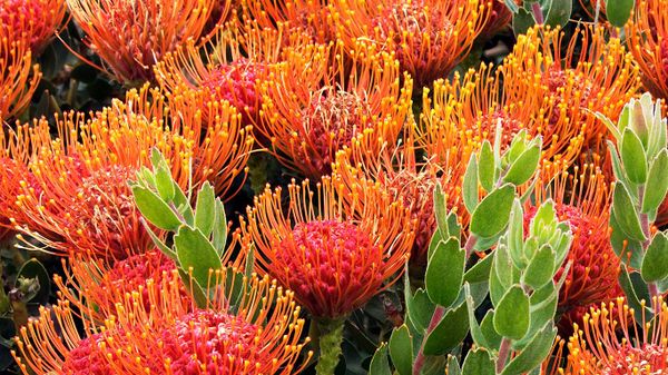 Pincushion protea flowers near the Bay of Fires in Tasmania, Australia