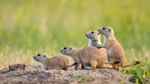 Black-tailed prairie dogs at Roberts Prairie Dog Town, Badlands National Park, South Dakota, United States (© Greg Vaughn/Getty Images)(Bing New Zealand)