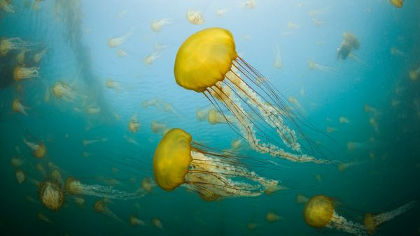 Pacific sea nettles off the coast of Carmel, California