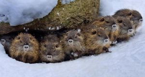 ｢雪の中のヌートリア｣ドイツ (© Naturfoto-Online/Alamy) &copy; (Bing Japan)