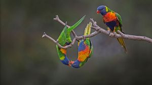 Rainbow lorikeets in Werribee, Victoria (© Roger Powell/Minden Pictures)(Bing Australia)