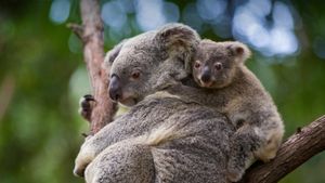 考拉熊妈妈和8个月大的宝宝，澳大利亚昆士兰 (© Suzi Eszterhas/Minden Pictures)(Bing China)