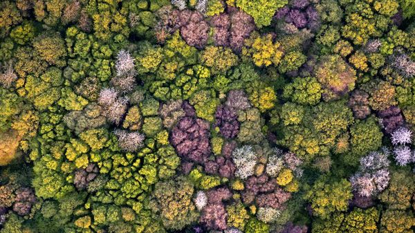 Vue aérienne d’une forêt tempérée décidue au printemps, Picardie
