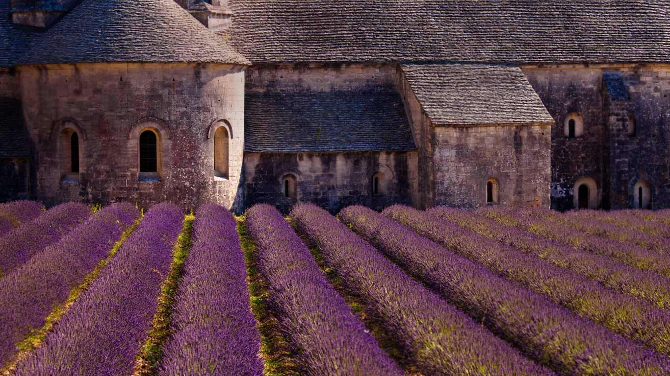 Blooming field of lavender at Sénanque Abbey, Gordes, Vaucluse, Provence Alpes Cote dAzur, France