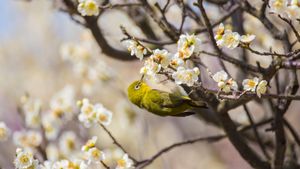 梅の花で吸蜜するメジロ (© yankane/shutterstock)(Bing Japan)