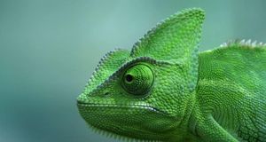 Veiled chameleon at the TerraZoo in Rheinberg, Germany (© ClipCanvas) &copy; (Bing New Zealand)