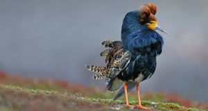 Ruff (Philomachus pugnax) male in breeding plumage at lek, Norway -- Werner Bollmann/Oxford Scientific (OSF) &copy; (Bing Australia)