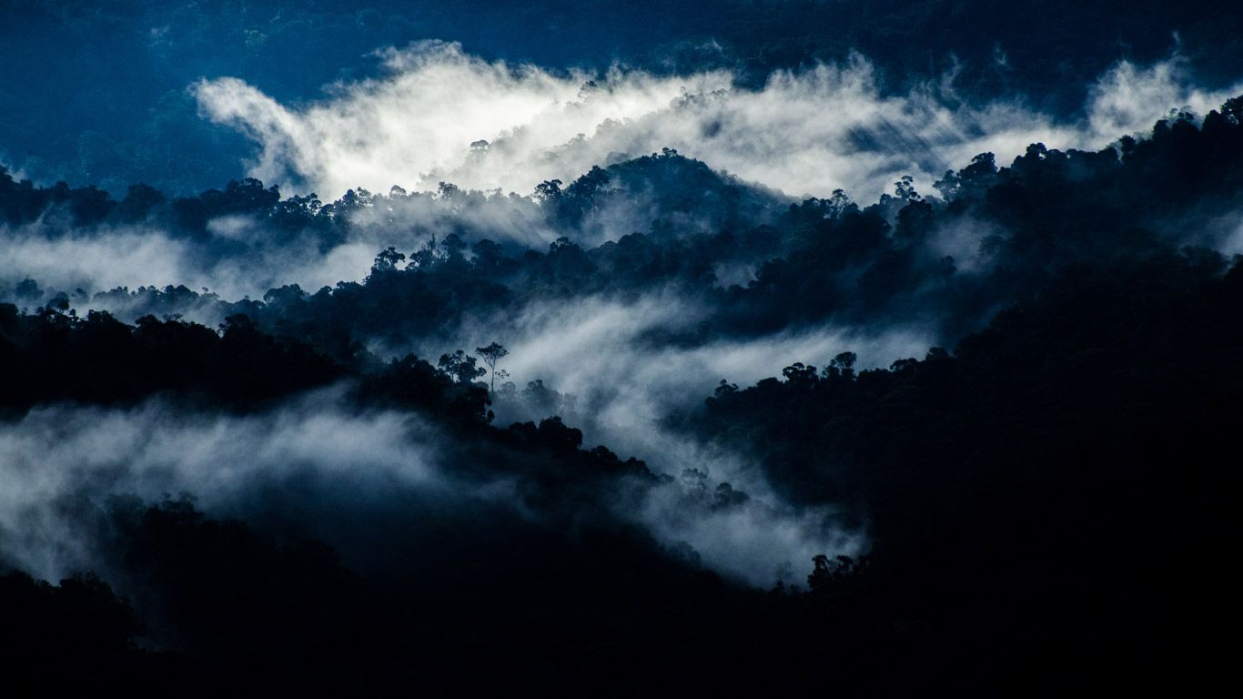 Rain forest near Valparai, Tamil Nadu, India