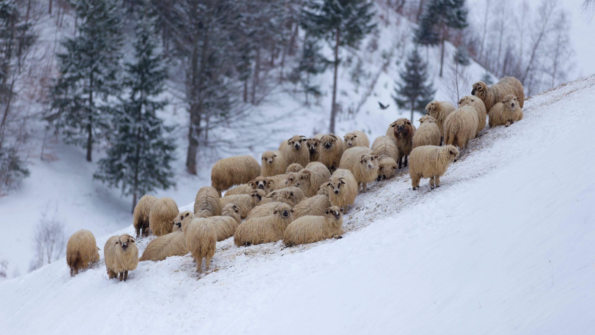Flock of sheep in the mountains, during winter