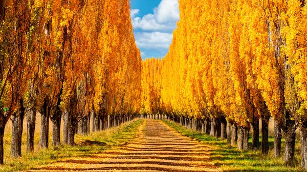 Autumn colours in New England, New South Wales