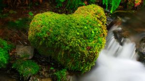 Forêt humide de Hoh, parc national olympique, État de Washington, États-Unis (© ARCO/P Frischknecht/age fotostock)(Bing France)