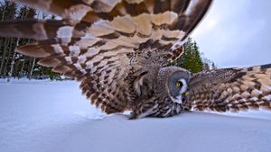 A great gray owl on the hunt (© Jan Vermeer/Minden Pictures)(Bing New Zealand)
