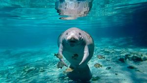 Manatee in Florida, USA (© Paul E Tessier/Cavan Images/Offset by Shutterstock)(Bing Australia)
