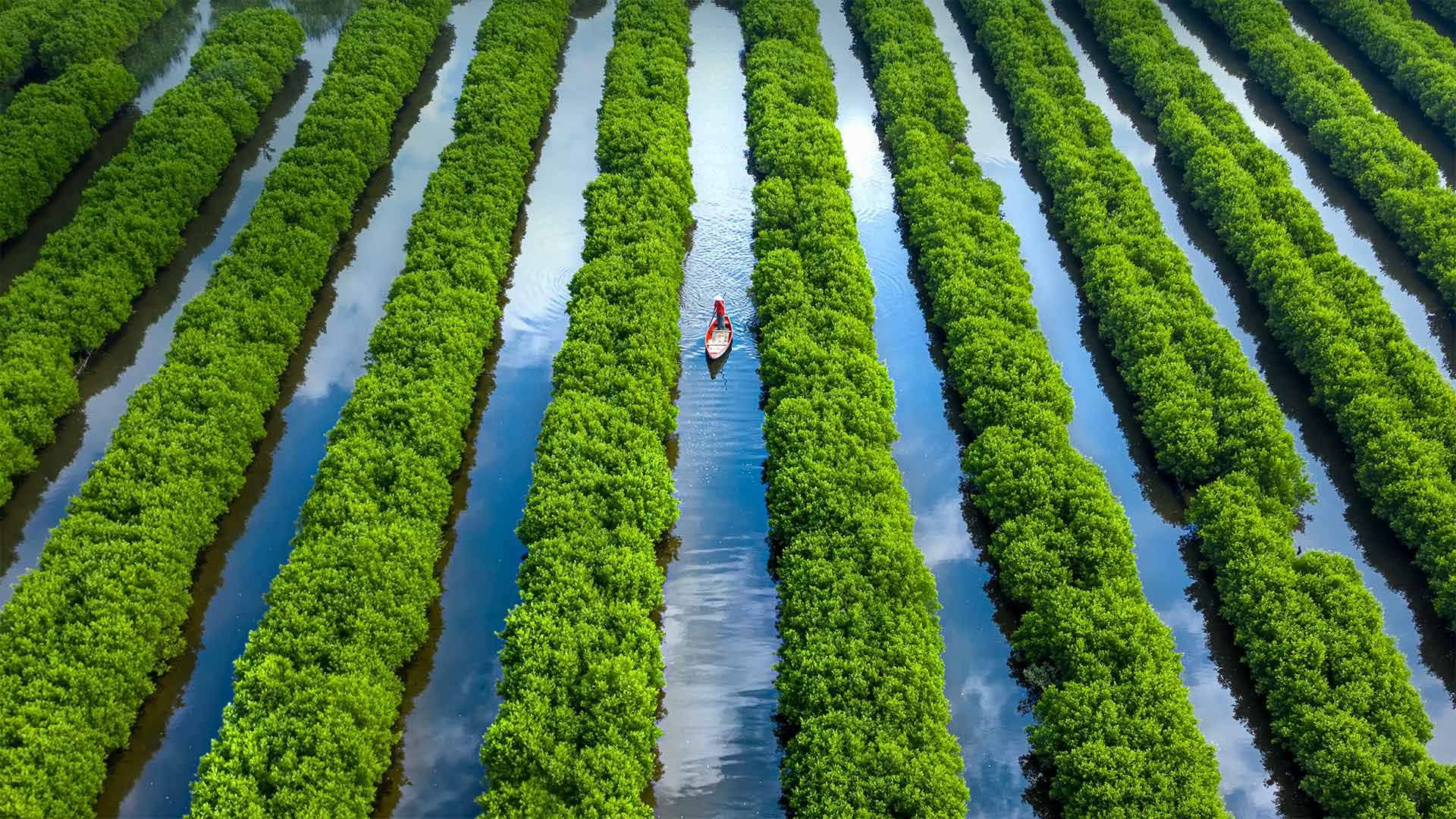 Bàu Cá Cái mangrove forest in Quảng Ngãi Province, Vietnam