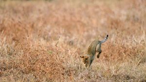 正在捕猎的丛林猫，印度 (© Lila/Alamy)(Bing China)