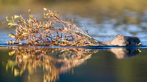 奇迹湖附近池塘里的北美海狸，德纳里国家公园，阿拉斯加州，美国 (© Paul Souders/Getty Images)(Bing China)