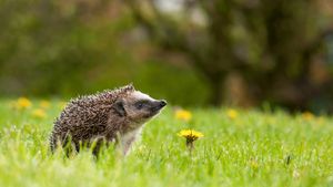 ナミハリネズミ, ドイツ ノルトライン＝ヴェストファーレン州 (© Oksana Schmidt/Getty Images)(Bing Japan)