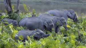 卡齐兰加国家公园的亚洲象群，印度阿萨姆邦 (© Parameswaran Pillai Karunakaran/Minden Pictures)(Bing China)