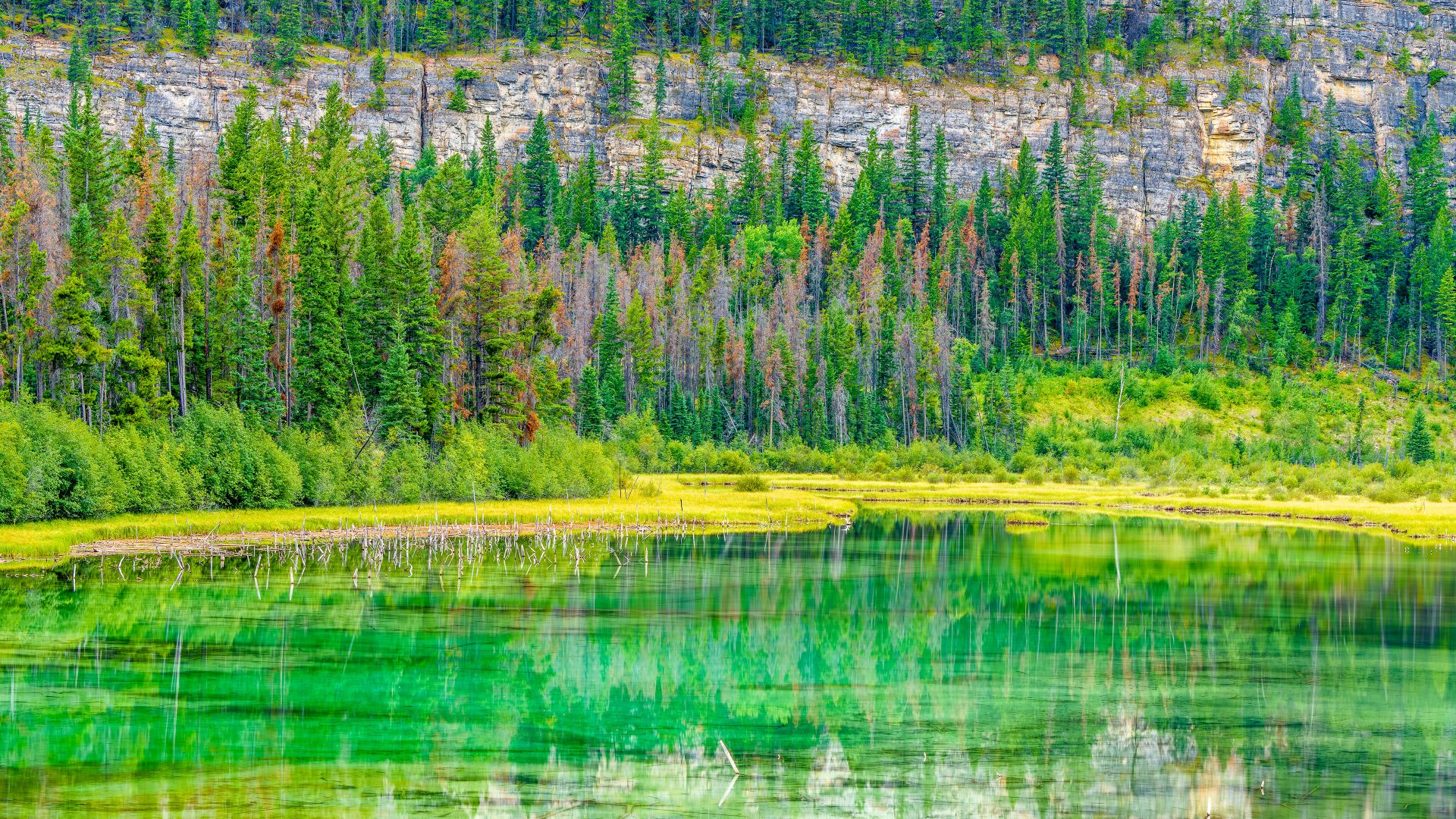 Small lake and marsh in Jasper National Park in Alberta