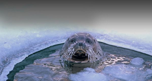 ｢オホーツク海のゴマフアザラシ｣北海道, オホーツク海