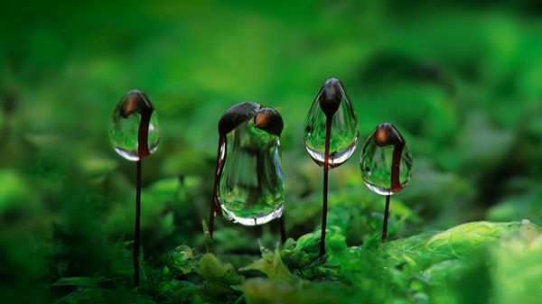 Water droplets on rough-stalked feather moss