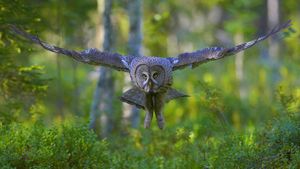 Great gray owl (© J. Peltomaeki/age fotostock)(Bing New Zealand)